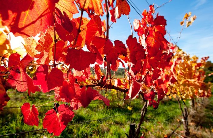 Barossa Valley